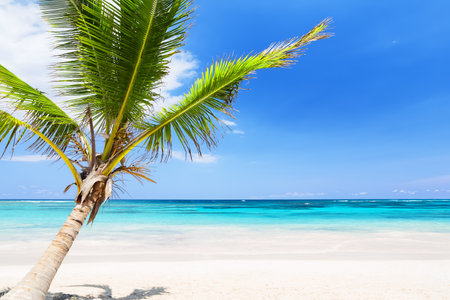 Coconut palm tree on a white sand beach in Punta Cana, Dominican Republic.の写真素材