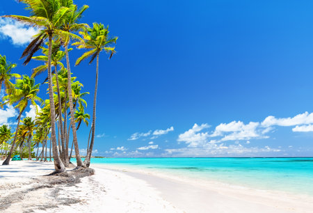 Bounty white sandy shore with coconut palm trees, caribbean sea washes tropical beach in Cap Cana, Dominican Republic.の写真素材