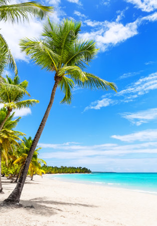White sand beach with coconut palm trees and turquoise water of Caribbean sea shore on Saona island in Dominican Republic. Summer holiday beach concept.の写真素材