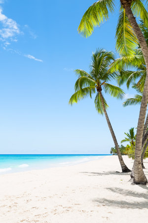Amazing white sand beach with coconut palm trees and Caribbean sea shore on Saona island in Dominican Republic. Summer holiday beach concept. Vertical photo.の写真素材