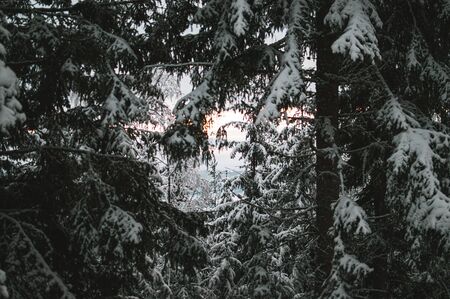 Sunrise, sunset picture in winter, in Scandinavia. Snowie mountains and trees. Travel photography,...