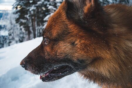 Close up picture of German shepherd dog in Scandinavian winter. Lots of snow, trees in a sinset.