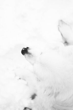 black and white picture  of white retriever dog in a snow. high in contrast.