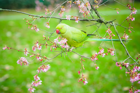 The view of the green rose-ringed (ring necked) parakeet, Psittacula krameri, eating flowers in the tree on the blurred backgroundの写真素材