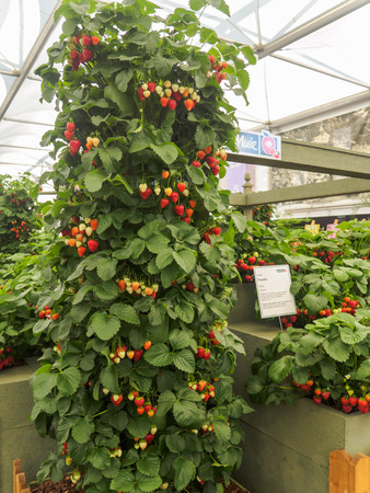 LONDON, UK - MAY 25, 2017: RHS Chelsea Flower Show 2017. The worldâs most prestigious flower show displaying the best in garden design.のeditorial素材