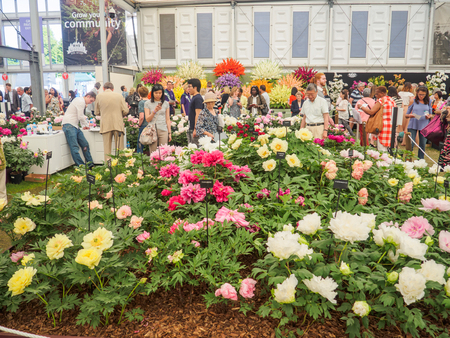 LONDON, UK - MAY 25, 2017: RHS Chelsea Flower Show 2017. Visitors at peonies display.のeditorial素材