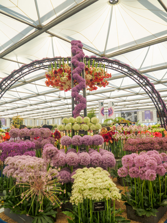 LONDON, UK - MAY 25, 2017: RHS Chelsea Flower Show 2017. Visitors at alliums and hippeastrums display.のeditorial素材