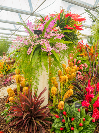 LONDON, UK - MAY 25, 2017: RHS Chelsea Flower Show 2017. Tropical plants display.のeditorial素材