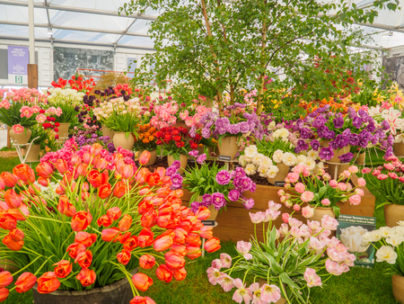 LONDON, UK - MAY 25, 2017: RHS Chelsea Flower Show 2017. Bright and colourful tulips display.のeditorial素材