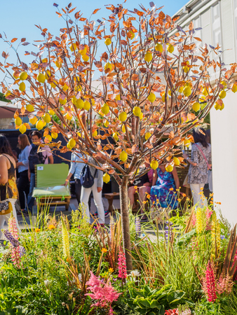LONDON, UK - MAY 25, 2017: RHS Chelsea Flower Show 2017. Visitors passing by sculptured lemon tree.のeditorial素材