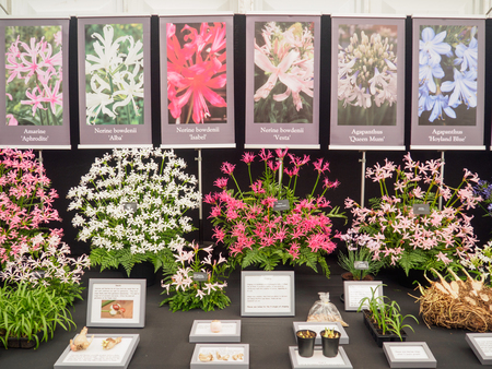 LONDON, UK - MAY 25, 2017: RHS Chelsea Flower Show 2017. Agapanthus and Nerine bowdenii displays.のeditorial素材