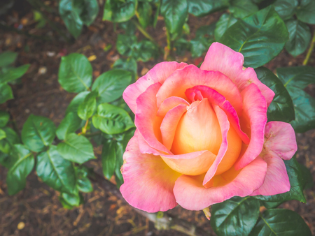 Closeup view of a beautiful tender multi-color rose flower in the garden against soft-focused background.の写真素材