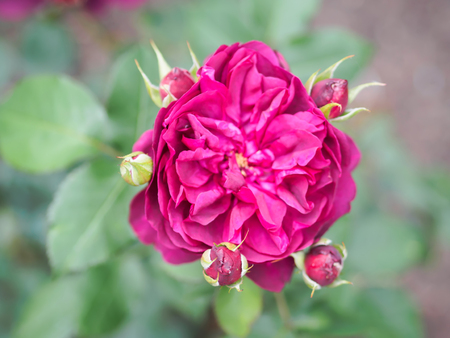 Closeup view of a beautiful lush purple rose flower in the garden against soft-focused background. Top view.の写真素材