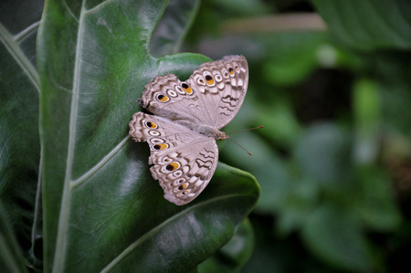 Butterfly on green leaf in the gardenの写真素材
