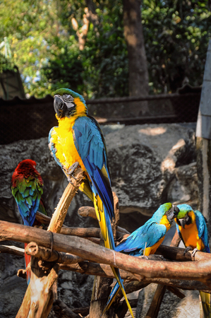 Blue and Yellow Macaws Sitting on the Branch, Nature backgroundの写真素材
