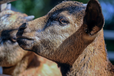 Close up of Head baby goat, Brown goat, portrait