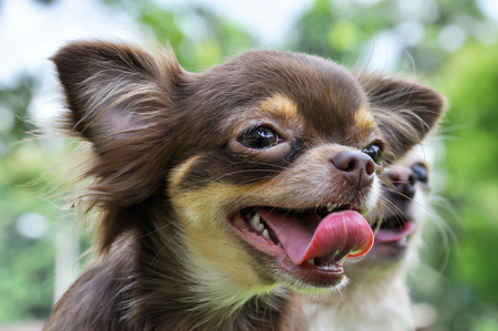 Close up of chihuahua dog in the park. Long hair dogの写真素材