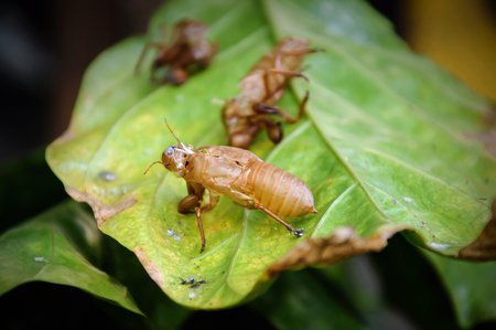 Close up of Insect molting cicada skin on green leaf. Nature background