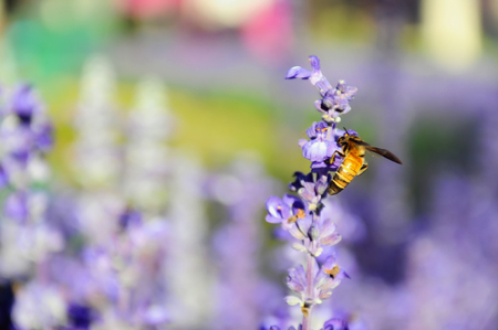 Blue salvia with bee lit by sunlight. Blue salvia in the gardenの写真素材