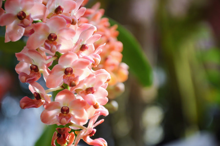 Orchid in bloom at Chiangmai flower festival 2019, Thailand. Beautiful flowers
