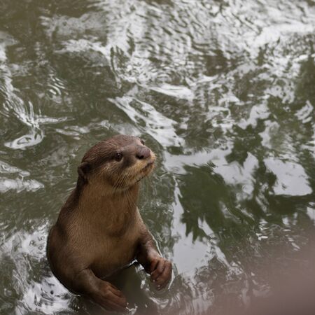 SMALL-CLAW OTTERの写真素材