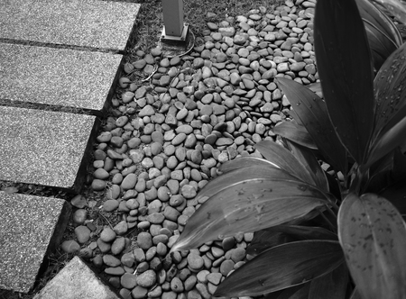 PEBBLE STONES IN THE GARDEN WITH PLANTの写真素材