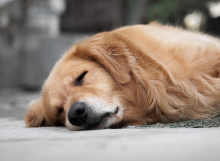 COLOR PHOTO OF SLEEPING GOLDEN RETRIEVERの写真素材