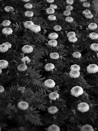 FIELD OF TAGETES, MARIGOLDの写真素材