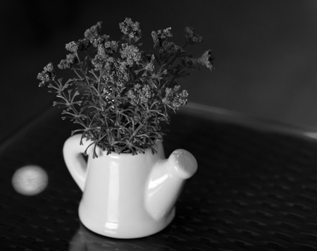 SMALL PLANT POTTED IN WATERING POT ON TABLETOPの写真素材