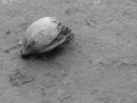 BLACK AND WHITE PHOTO OF DRY COCONUT ON THE GROUNDの写真素材