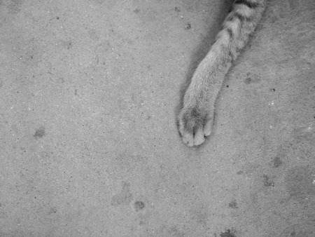 BLACK AND WHITE PHOTO OF CAT'S PAW ON PLAIN CONCRETE GROUNDの写真素材