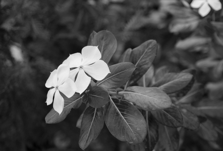 PERIWINKLE FLOWER IN GARDEN UNDER SUNLIGHTの写真素材
