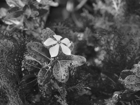 BLACK AND WHITE PHOTO OF RAINDROPS ON LEAVES UNDER SUNLIGHTの写真素材