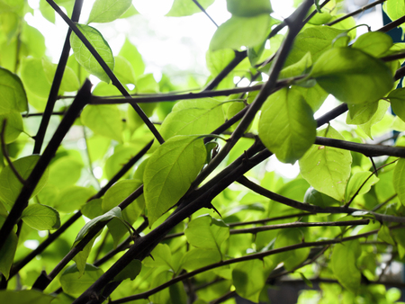 LEAVES UNDER SUNLIGHT