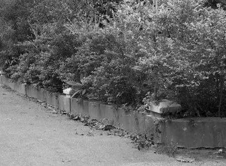 PAVEMENT WITH PLANTSの写真素材