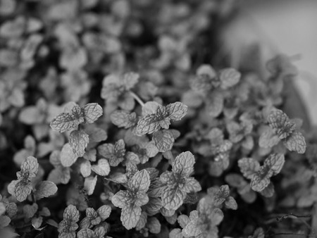 BLACK AND WHITE PHOTO OF MENTHA ARVENSIS CORN MINT, FIELD MINT OF WILD MINT
