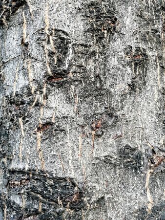 Rustic tree bark texture. Old stem of an old tree. Embossed texture of the brown crust.の写真素材