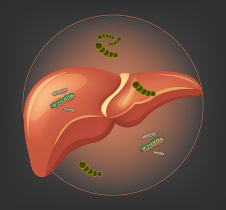Liver with germs and bacteria. Vector illustrationのイラスト素材