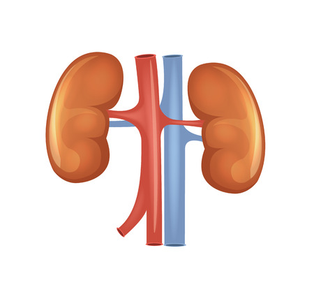 Vector kidneys illustrationのイラスト素材