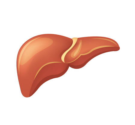 Vector liver illustrationのイラスト素材