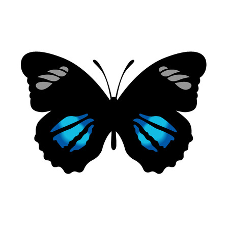Vector Butterfly Illustrationのイラスト素材