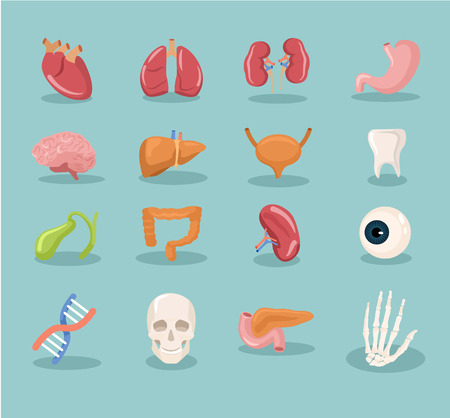 internal organs cartoon icon setのイラスト素材