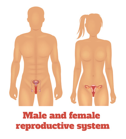 Man and woman reproductive system. Vector illustrationのイラスト素材
