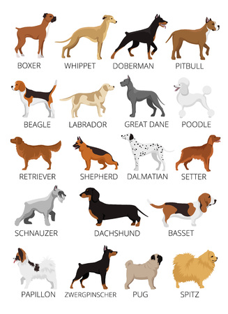 Dogs breed set. Vector flat illustrationsのイラスト素材