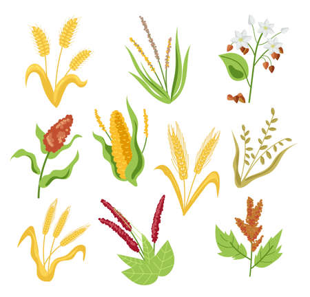 Cereal crops isolated set. Vector flat graphic design cartoon illustrationのイラスト素材