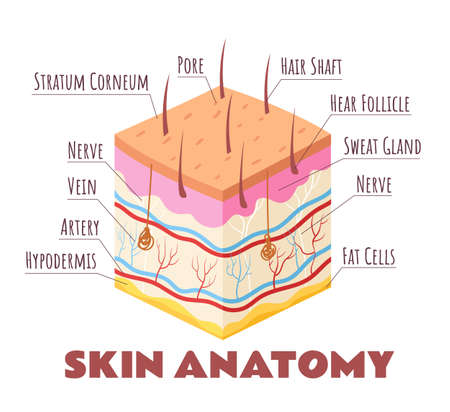 Human skin layers infographic isolated concept. Vector flat graphic design cartoon illustrationのイラスト素材