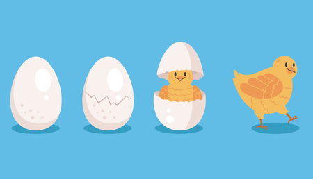 Chicken bird life process stage circle concept. Vector graphic design illustrationのイラスト素材