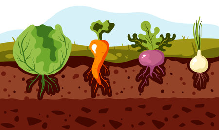 Garden plant root vegetable grow crop agriculture concept. Vector graphic design illustrationのイラスト素材