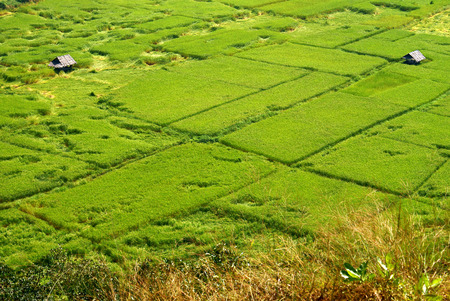 This is the  Paddy in thailandの写真素材