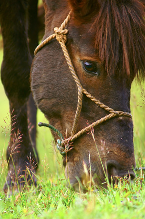 the horse is eatingの写真素材